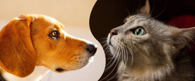 Pet's and Friend's